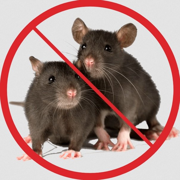 مكافحة الفئران بالرياض: تخلص من الفئران نهائيًا مع أفضل الطرق